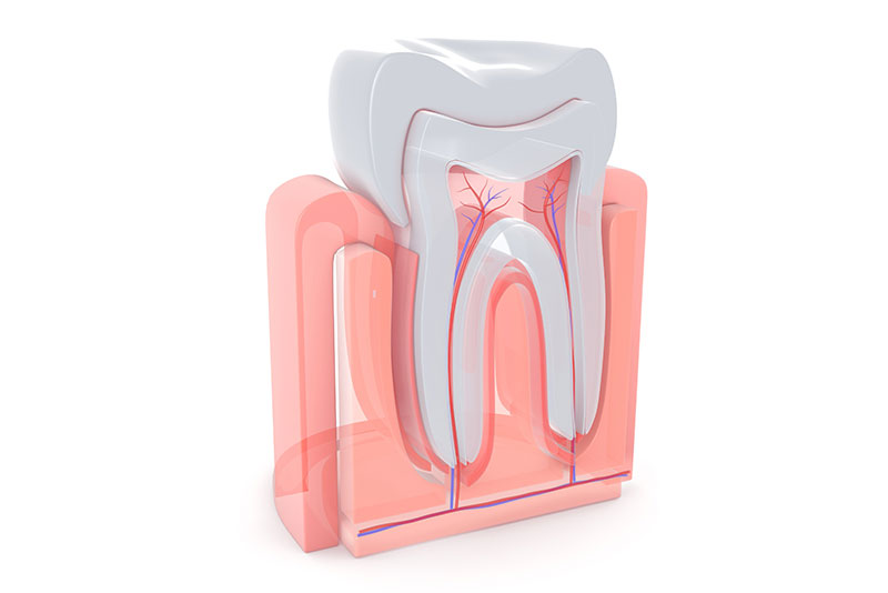 歯の神経を守る治療：歯髄温存療法とは
